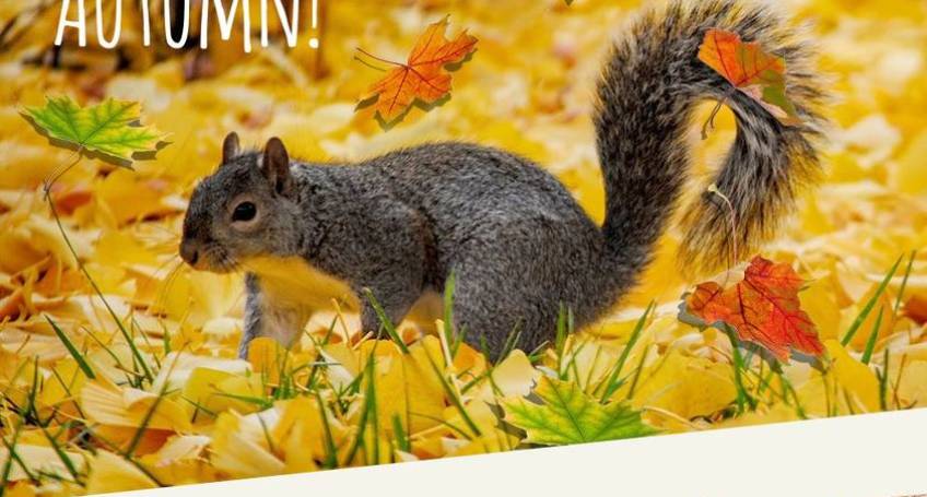 EVENTO ELEMENTS La migliore offerta per iniziare a comporre il tuo bracciale